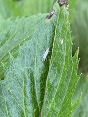 Coniopteryginae