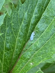 Coniopteryginae