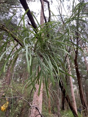 Persoonia longifolia