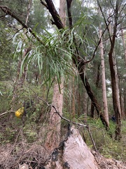 Persoonia longifolia