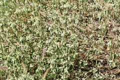 Lippia graveolens