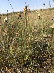 Almutaster pauciflorus