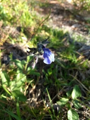 Salvia prunelloides