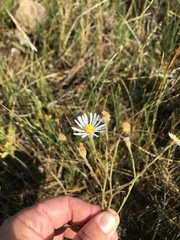 Almutaster pauciflorus