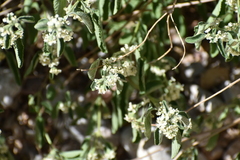 Lippia graveolens