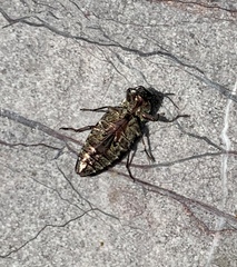 Chrysobothris costifrons