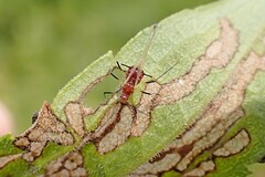 Uroleucon nigrotuberculatum