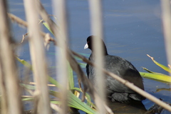 Fulica atra australis