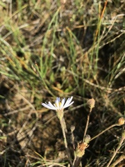 Almutaster pauciflorus