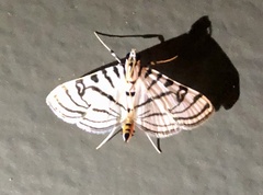 Conchylodes ovulalis