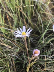 Almutaster pauciflorus