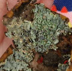 Physcia millegrana