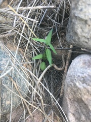 Funastrum heterophyllum