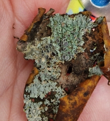 Physcia millegrana
