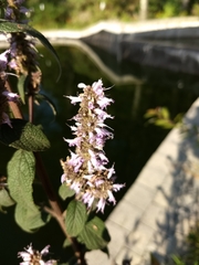 Lamiaceae