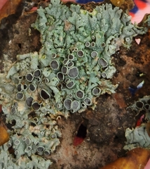 Physcia millegrana