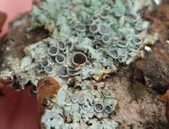 Physcia millegrana