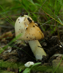 Amanita velosa