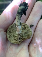 Cyclocybe erebia