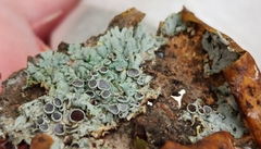 Physcia millegrana