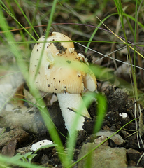 Amanita velosa