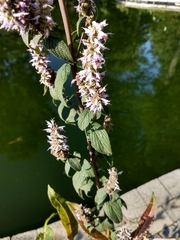 Lamiaceae