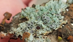Physcia millegrana