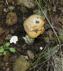 Amanita velosa