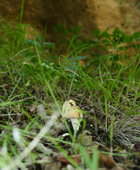 Amanita velosa