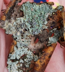 Physcia millegrana