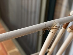 Tetragnathidae