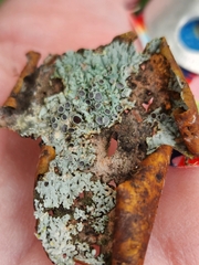 Physcia millegrana
