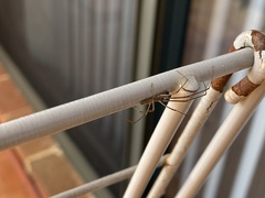 Tetragnathidae