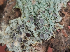 Physcia millegrana