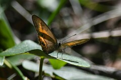 Hypocysta irius
