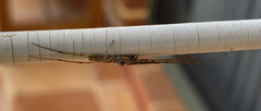 Tetragnathidae