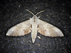 Marumba sperchius sperchius
