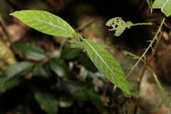 Psychotria loniceroides