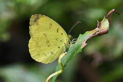 Eurema hecabe