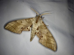Marumba sperchius sperchius
