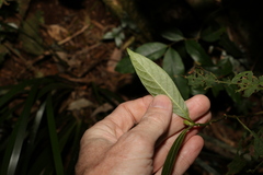 Psychotria loniceroides