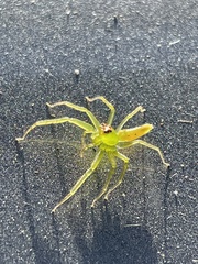 Lyssomanes viridis