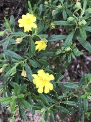 Hibbertia furfuracea
