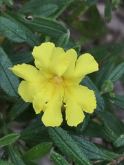 Hibbertia furfuracea