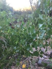 Populus fremontii