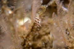 Eubranchus