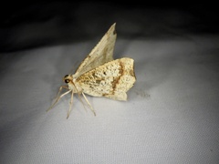 Pareclipsis gracilis