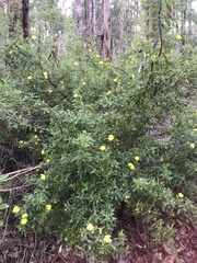 Hibbertia furfuracea