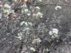 Combretum mossambicense