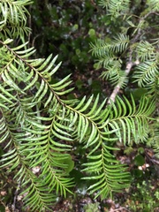 Prumnopitys ferruginea